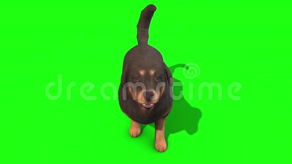 黑大狗树皮绿幕3D渲染动画视频的预览图