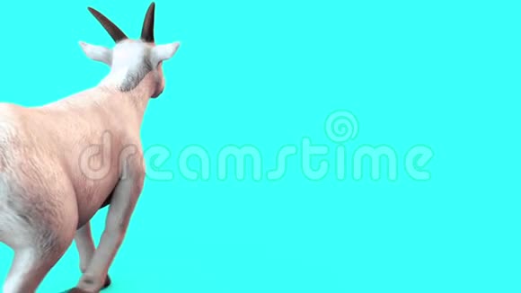 山羊行走周期动物背部蓝屏3D渲染动画视频的预览图