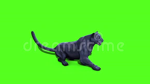 黑豹猫恢复绿色屏幕顶部3D渲染动画动物视频的预览图