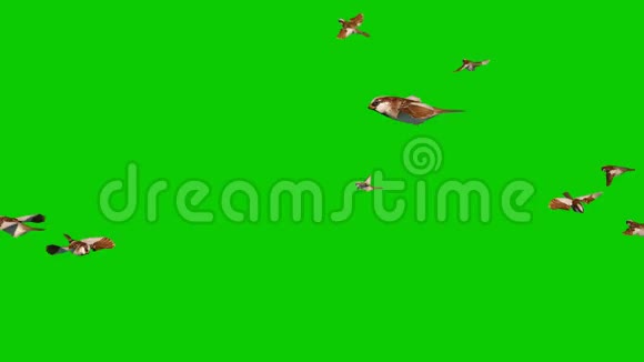 雀鸟飞绕绿屏关闭循环3D渲染动画视频的预览图