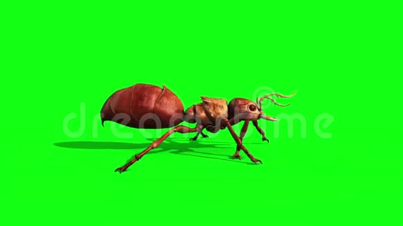 昆虫行走周期侧绿幕3D渲染动画视频的预览图