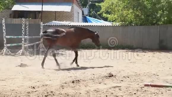 马走在围场里视频的预览图