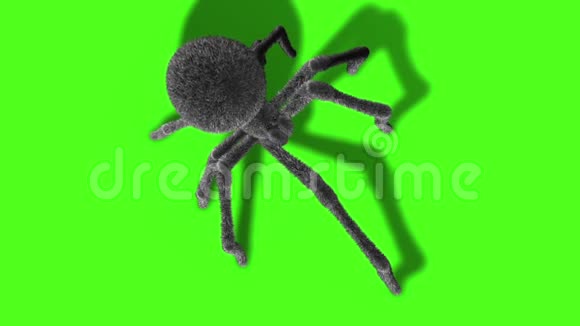 黑寡妇蜘蛛绿幕3D渲染动画视频的预览图