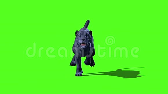 黑豹猫猫草绿色屏幕前3D渲染动画动物视频的预览图