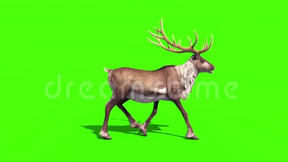 动物驯鹿自行车侧绿幕3D渲染动画视频的预览图
