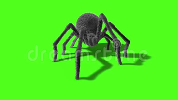 黑寡妇蜘蛛前绿幕3D渲染动画视频的预览图