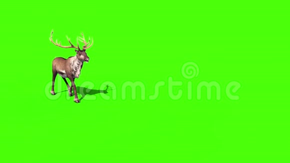 动物驯鹿行走绿屏3D渲染动画视频的预览图