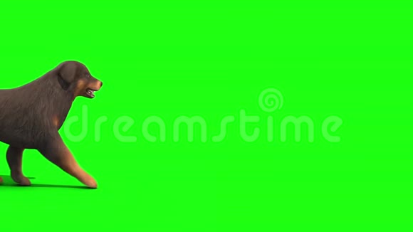 黑大狗走绿屏3D渲染动画视频的预览图
