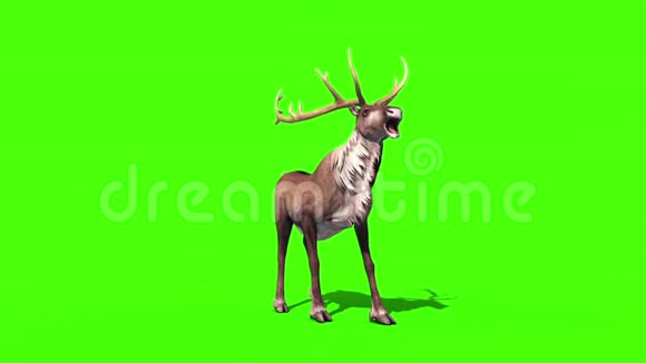 动物驯鹿尖叫前绿色屏幕3D渲染动画视频的预览图