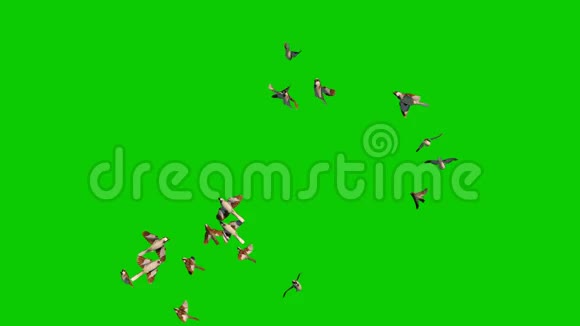麻雀飞艇绕边绿屏3D渲染动画色度键视频的预览图