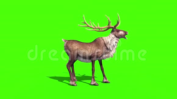 动物驯鹿尖叫绿色屏幕三维渲染动画视频的预览图