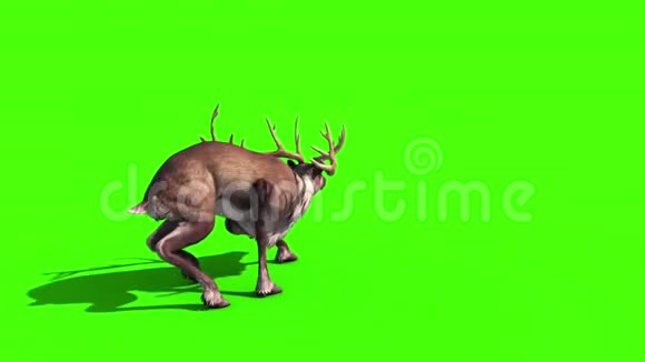 动物驯鹿攻击背绿幕3D渲染动画视频的预览图