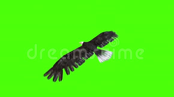 美国鹰飞回绿色屏幕视频的预览图