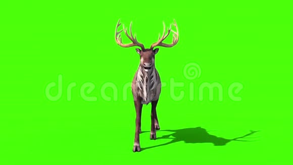 动物驯鹿自行车前绿幕3D渲染动画视频的预览图