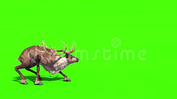 动物驯鹿攻击侧绿幕3D渲染动画视频的预览图