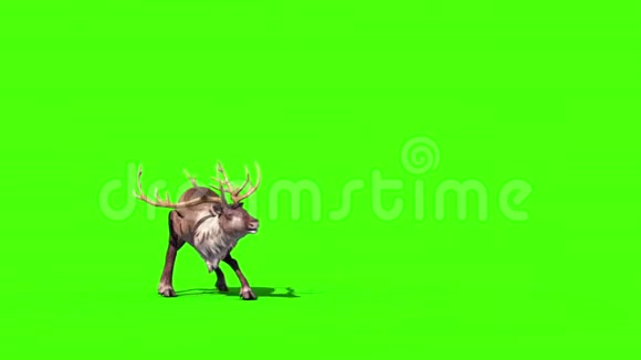 影片动物驯鹿攻击前绿幕3D渲染动画mov视频的预览图