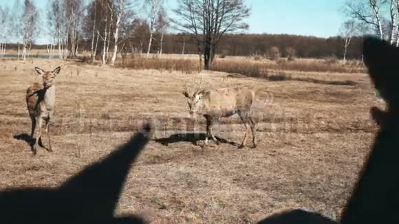 秋天的田野一群鹿和小鹿在草地上吃草美丽的棕色哺乳动物共同喂养草视频的预览图