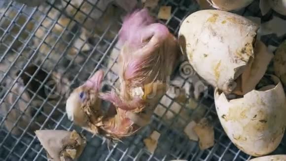 一只刚出生的小鸡在盒子里关门视频的预览图
