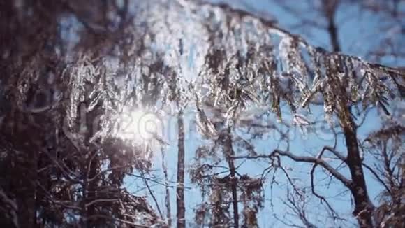 冬天明亮的阳光透过雪松的枝条照耀神奇的自然冬季外面很冷视频的预览图