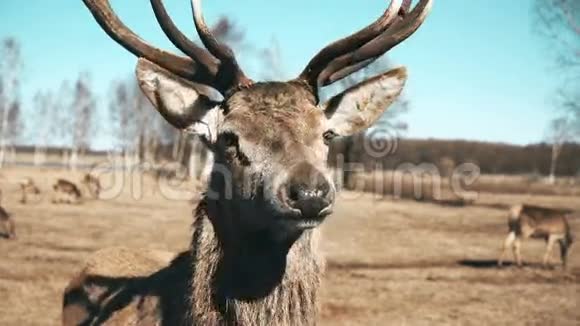 棕色鹿群落在秋天的草地上放牧美丽的动物站在镜头前咀嚼吃草视频的预览图