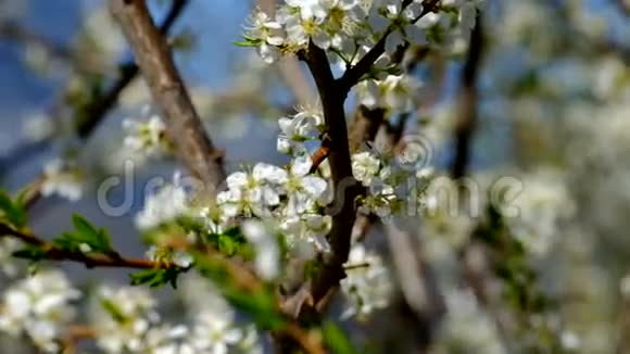 开花树上的蜜蜂视频的预览图
