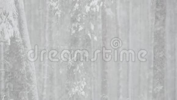 雪天美丽的冬季雪松林视频的预览图