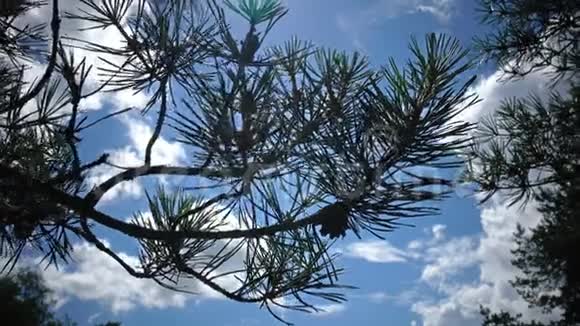 晴天时在天空背景下用针叶和圆锥形的松树枝视频的预览图