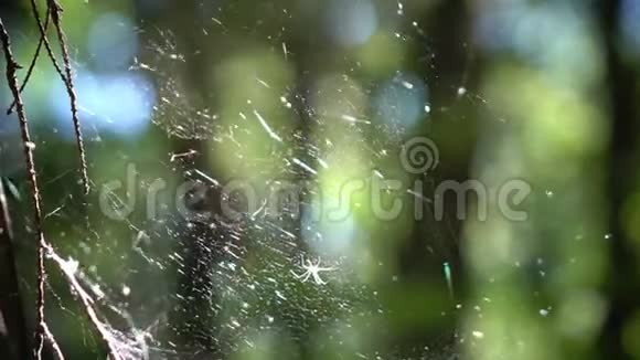 飞虱科是一种蜘蛛俗称飞虱蟹蛛或奔跑的蟹蛛我们一家人视频的预览图