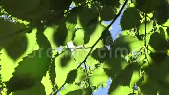 阳光穿透树叶视频的预览图