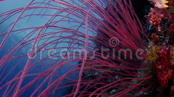 红色长鞭珊瑚和其他珊瑚在水下背景是蓝色的水视频的预览图