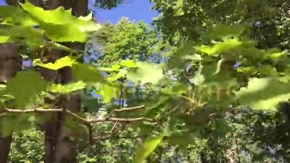 阳光穿透树叶视频的预览图