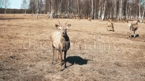 可爱的小鹿站在田野上咀嚼野鹿在秋天的草地上觅食视频的预览图