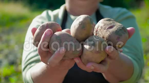 那个拿土豆的农民含有维生素的健康食品新鲜有机食品素食者的概念有机和视频的预览图