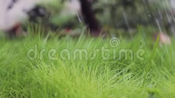 在绿色的年轻草坪上特写用浇水罐手工浇水慢慢视频的预览图