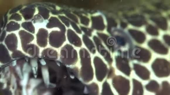 阿曼湾富查伊拉岛的蜂窝状毛胸视频的预览图