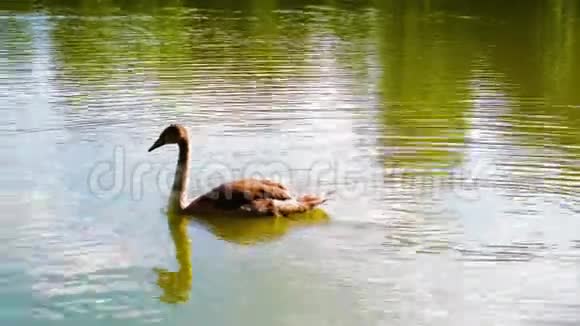 小天鹅正在池塘里游泳视频的预览图