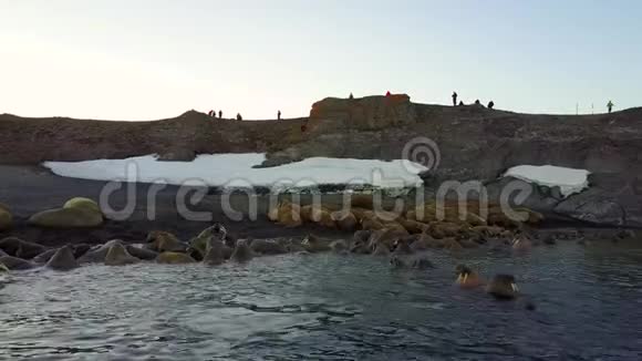 科学家和游客在新地球瓦伊加奇岛的海象饲养基地视频的预览图
