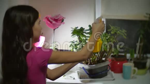 小女孩照顾花小女孩在室内的窗户上浇花晚上的慢动作视频的预览图