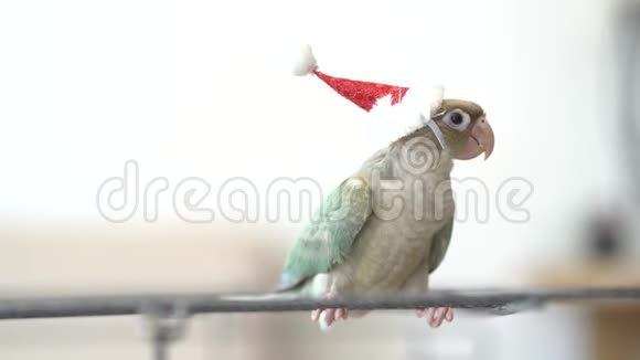 戴着圣诞老人交叉帽的绿叉鹦鹉视频的预览图