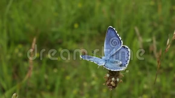 野生蓝蝶濒危物种视频的预览图