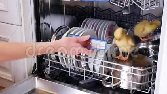 特写镜头一只雌性的手从洗碗机里推了一个篮子里面有洗过的盘子两只小黄鸭坐在那里视频的预览图