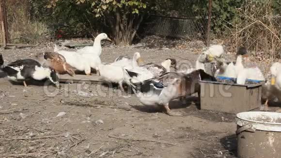 农场里的白色和斑驳的鸭子视频的预览图