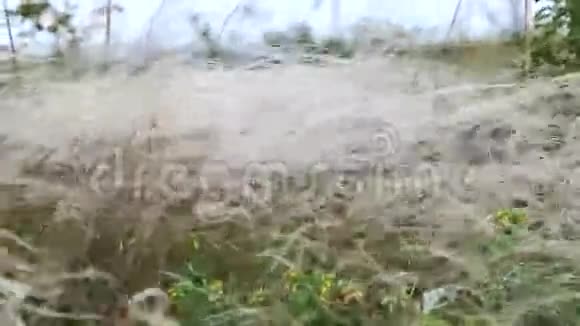 白色羽毛草的草原视频的预览图