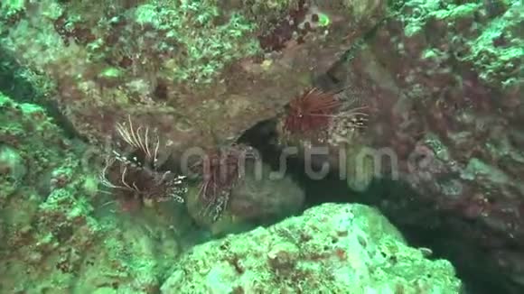 阿曼湾FujairahAuE大鱼触角视频的预览图