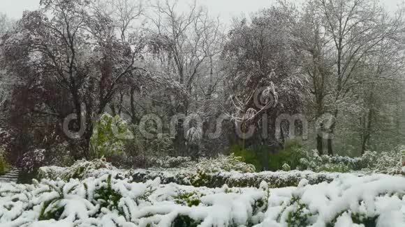 在下雪的时候春天开花的树木被雪覆盖视频的预览图