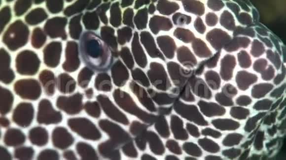 阿曼湾富查伊拉岛的蜂窝状毛胸视频的预览图