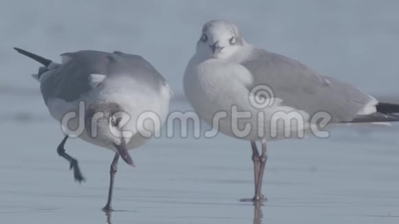 海滩上有两只海鸥视频的预览图