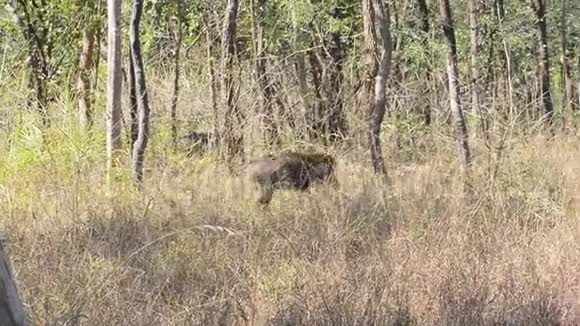 印度国家公园森林中的印度公猪视频的预览图