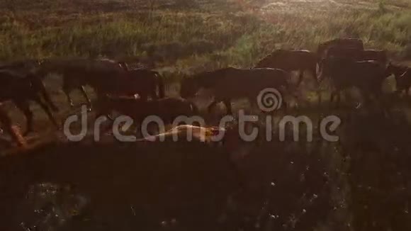 马在草地上行走视频的预览图