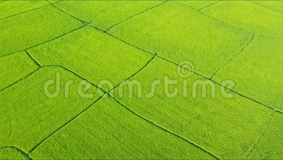 在绿色的稻田里机紧紧地飞过视频的预览图